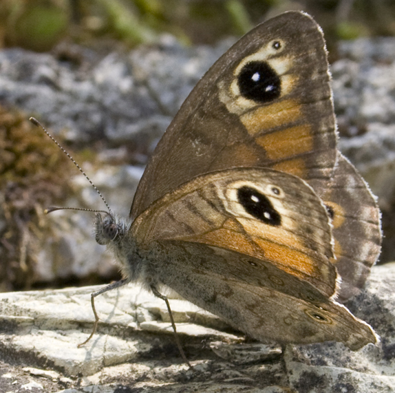 Lasiommata maera?